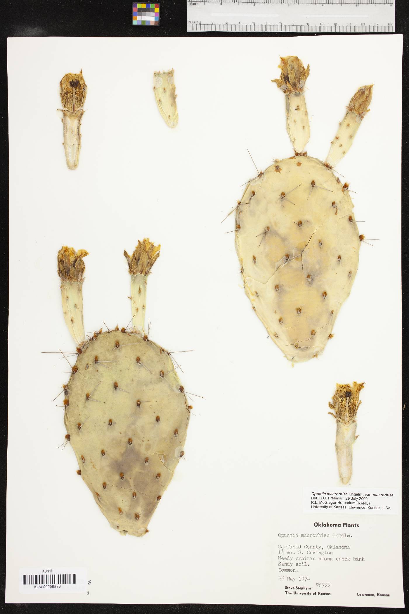 Opuntia tortispina image