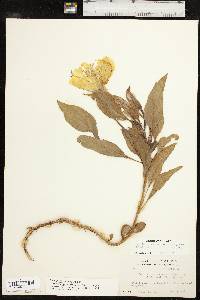 Oenothera macrocarpa image