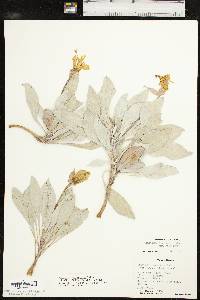 Oenothera macrocarpa subsp. incana image