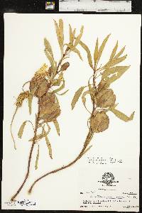 Oenothera macrocarpa image