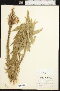 Oenothera rhombipetala image