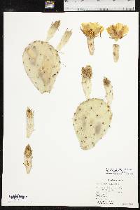 Opuntia tortispina image