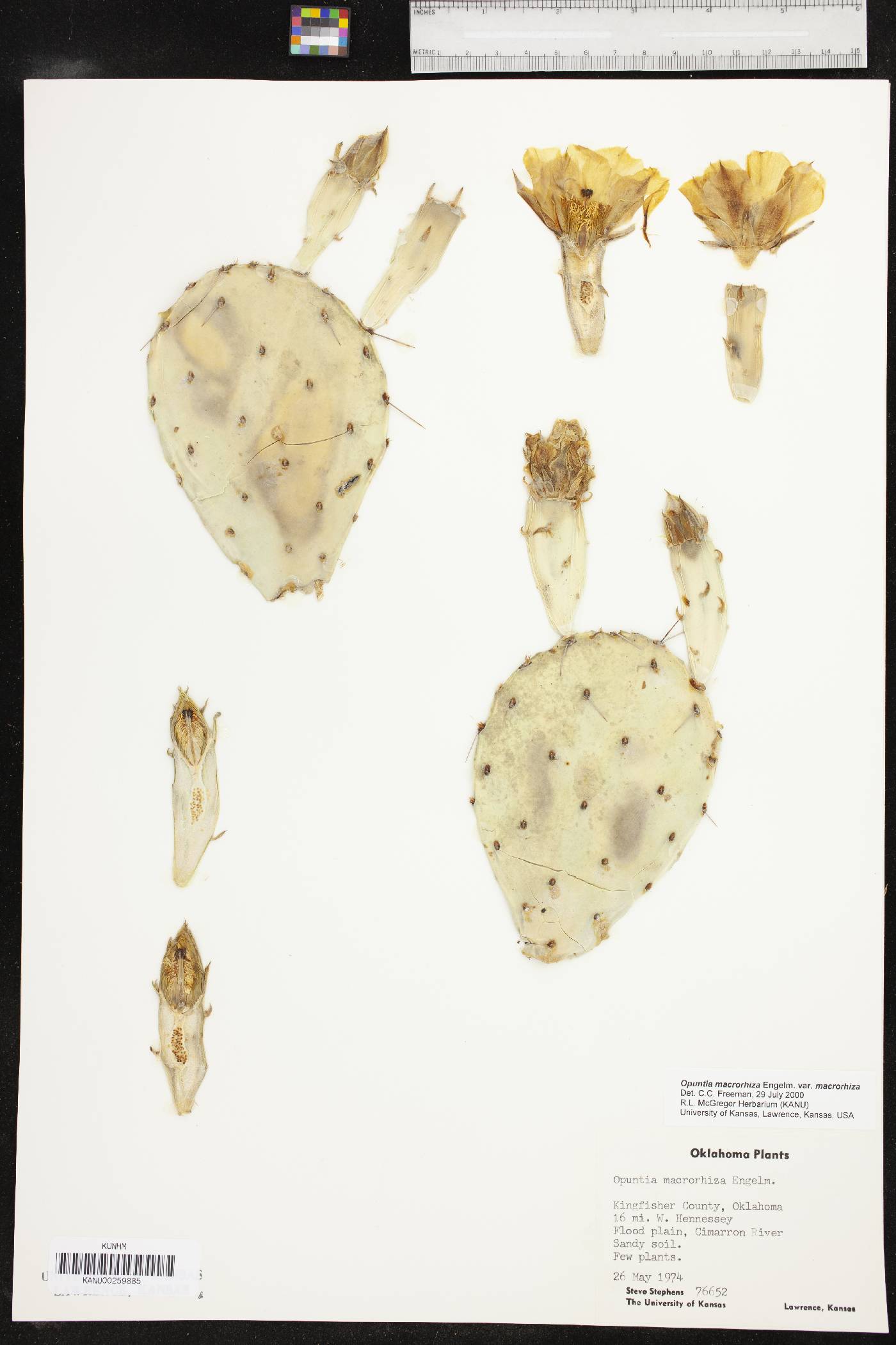 Opuntia tortispina image