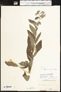 Lithospermum subsetosum image