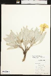 Oenothera macrocarpa subsp. incana image