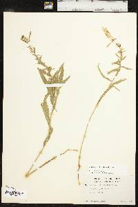 Oenothera rhombipetala image