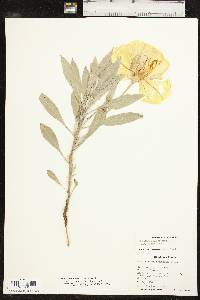 Oenothera macrocarpa subsp. incana image