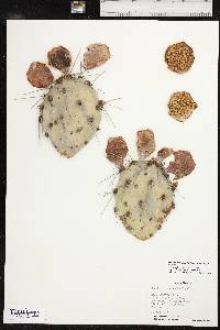 Opuntia phaeacantha image