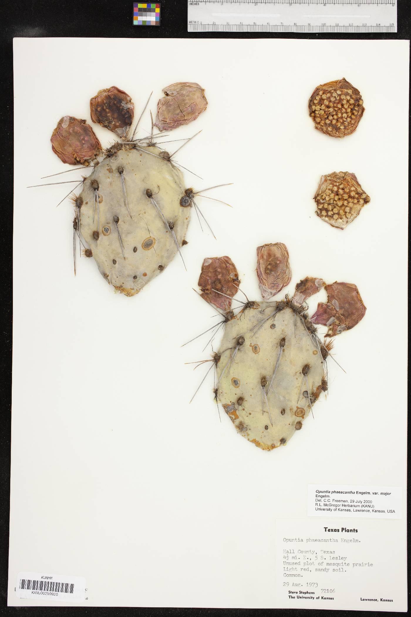 Opuntia phaeacantha var. major image