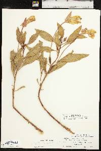 Oenothera macrocarpa image