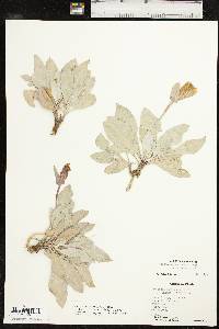 Oenothera macrocarpa subsp. incana image