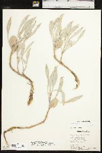 Oenothera macrocarpa subsp. incana image