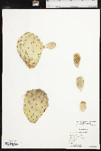 Opuntia tortispina image