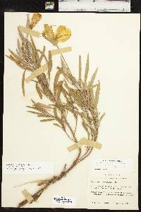 Oenothera macrocarpa image