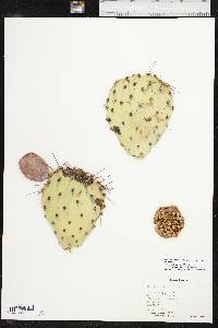 Opuntia phaeacantha var. major image