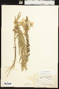 Oenothera rhombipetala image