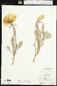 Oenothera macrocarpa subsp. incana image