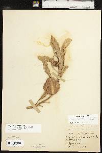 Oenothera macrocarpa image