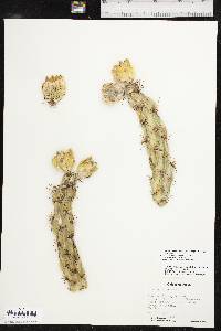 Cylindropuntia imbricata image