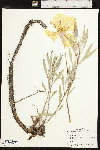 Oenothera macrocarpa image