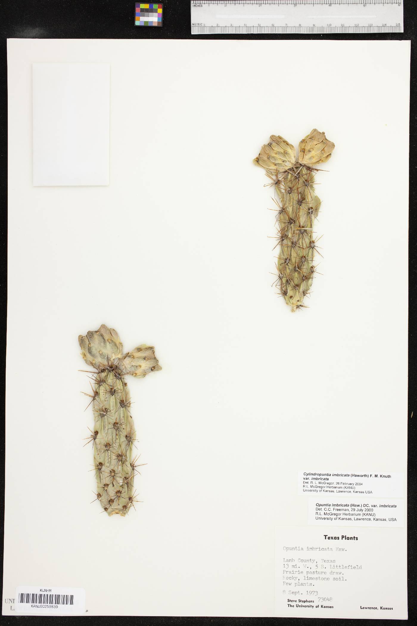 Cylindropuntia imbricata var. imbricata image