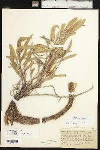 Oenothera macrocarpa image