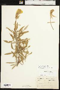 Oenothera macrocarpa image