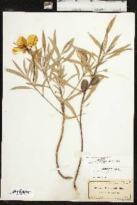 Oenothera macrocarpa image