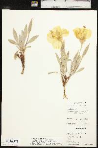 Oenothera macrocarpa subsp. incana image