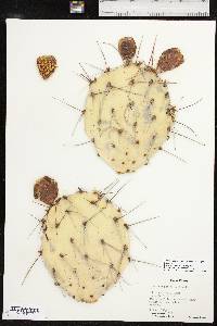 Opuntia phaeacantha image