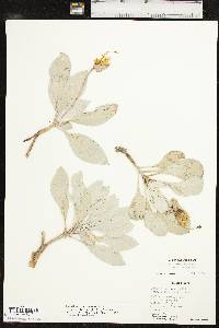 Oenothera macrocarpa subsp. incana image