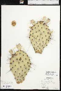 Opuntia phaeacantha image