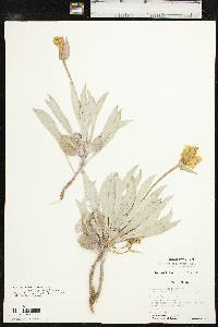 Oenothera macrocarpa subsp. incana image