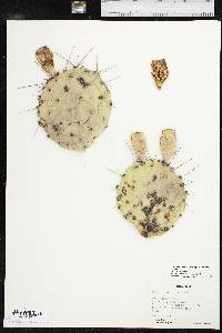 Opuntia phaeacantha image