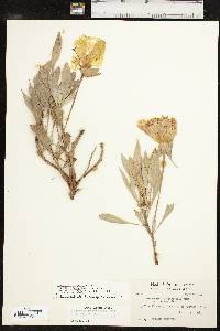 Oenothera macrocarpa image