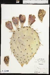 Opuntia engelmannii var. engelmannii image