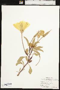 Oenothera macrocarpa image