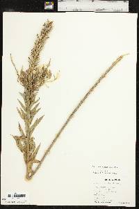 Oenothera rhombipetala image