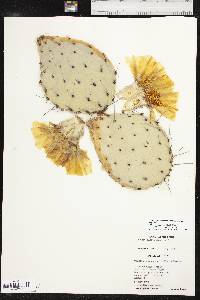 Opuntia phaeacantha var. major image