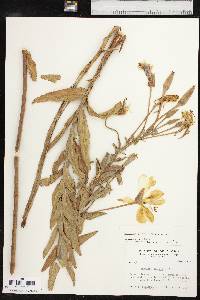 Oenothera jamesii image