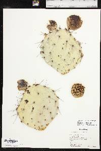 Opuntia phaeacantha image