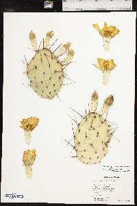 Opuntia tortispina image