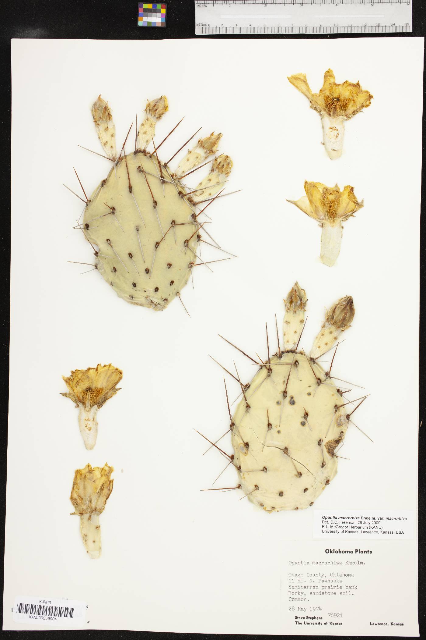 Opuntia tortispina image