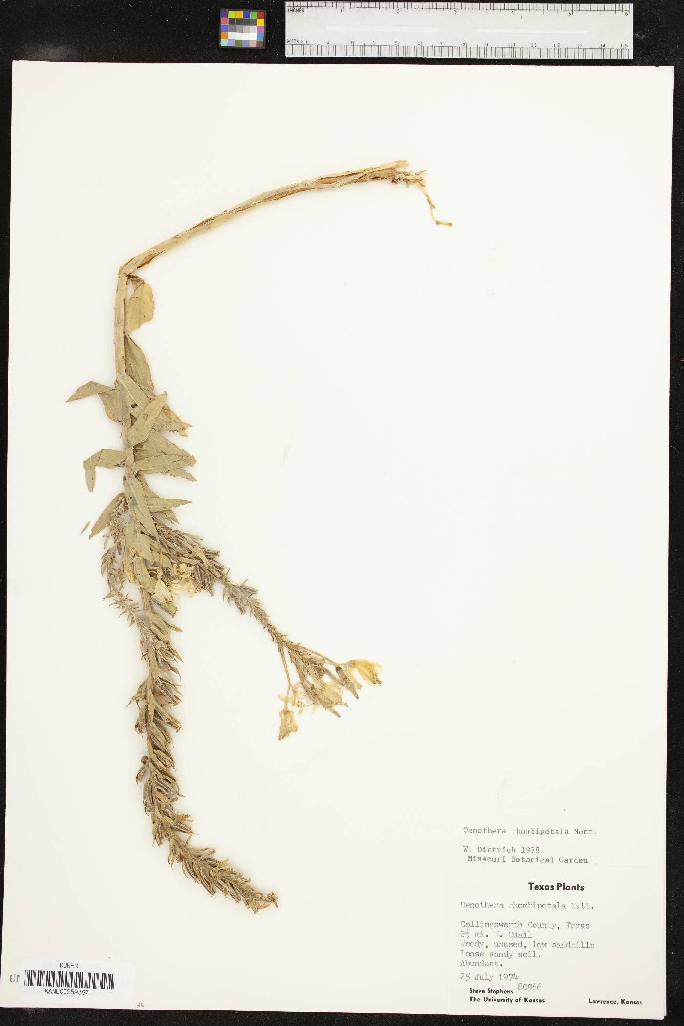 Oenothera rhombipetala image