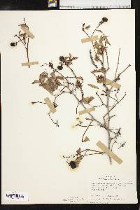 Parthenocissus heptaphylla image