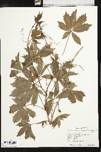 Parthenocissus heptaphylla image