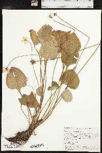 Parnassia grandifolia image