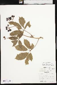 Parthenocissus inserta image