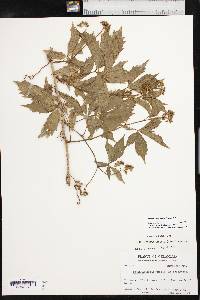 Parthenocissus inserta image