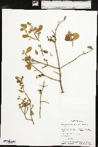 Phoradendron leucarpum subsp. tomentosum image